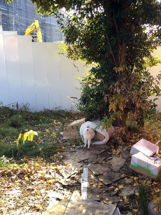 sumomo365_201811_kokuritu_cats_00.jpg