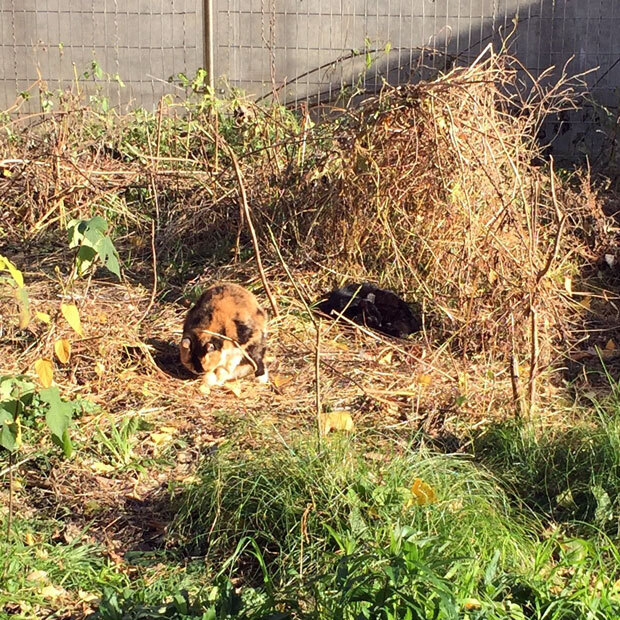 sumomo365_201811_kokuritu_cats_03.jpg