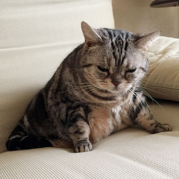 sumomo365_201811_kokuritu_cats_12.jpg