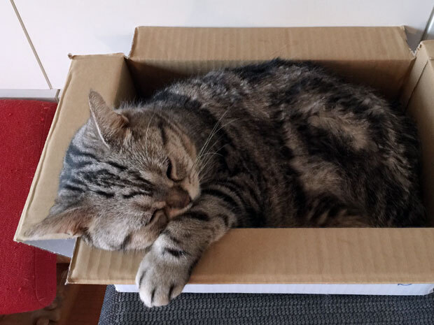 sumomo365_201811_kokuritu_cats_13.jpg