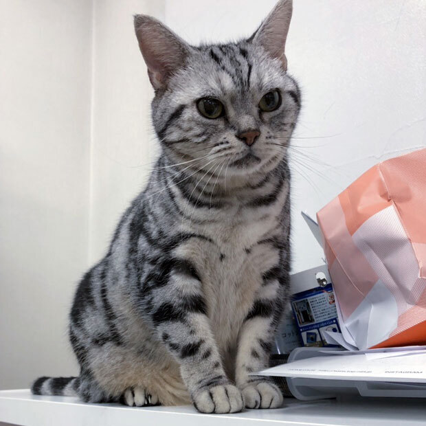 sumomo365_201811_kotaro_05.jpg