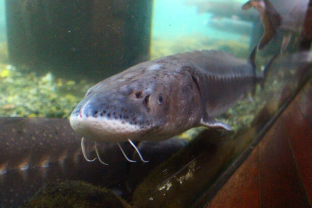 sumomo365_201811_oshino_fish_02.jpg