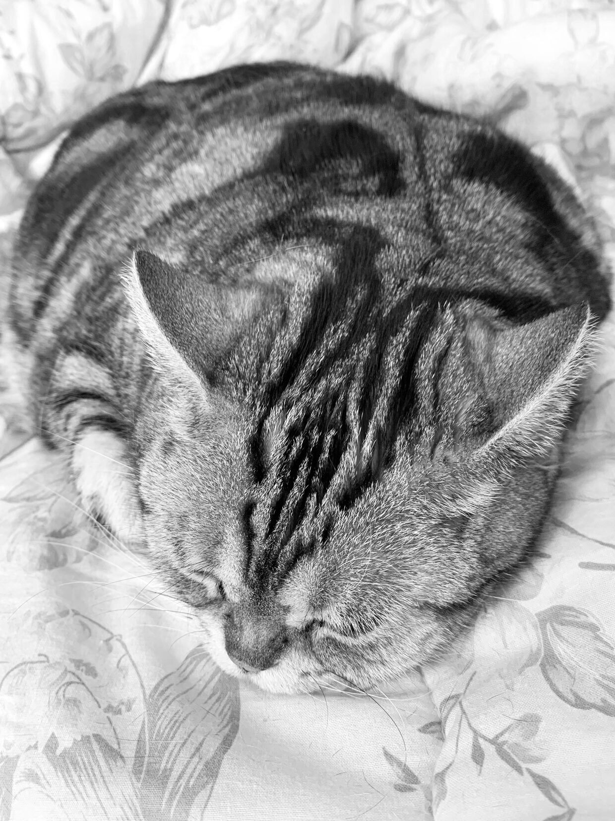 sumomo365_20181230_sleep_00.jpg