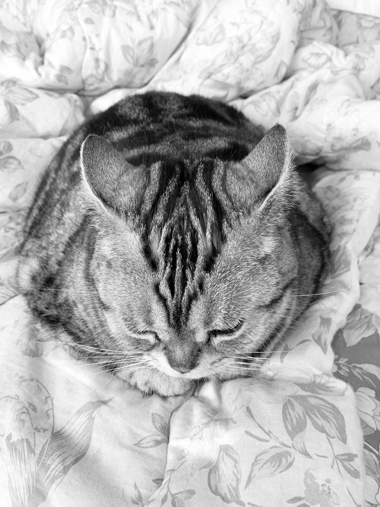 sumomo365_20181230_sleep_04.jpg