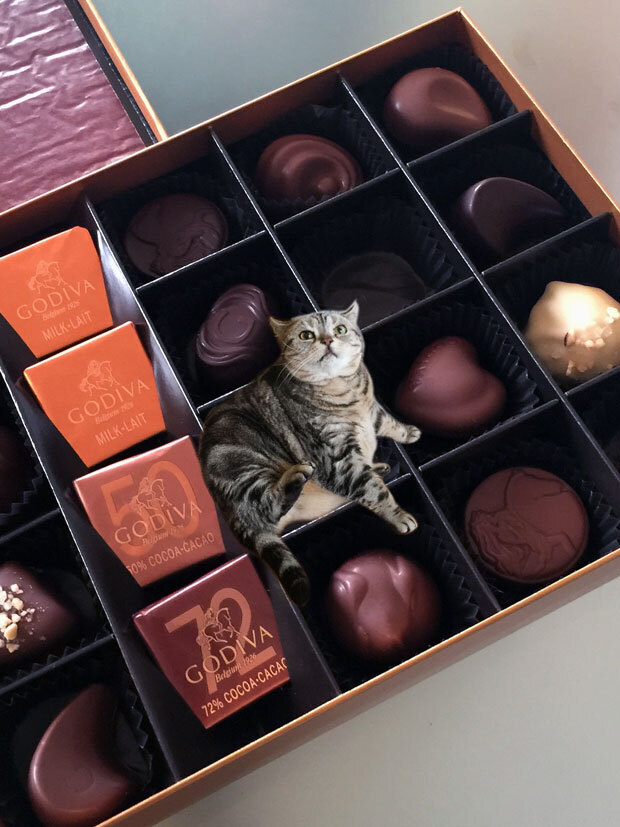sumomo365_201812_GODIVA_02.jpg