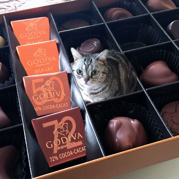 sumomo365_201812_GODIVA_07.jpg