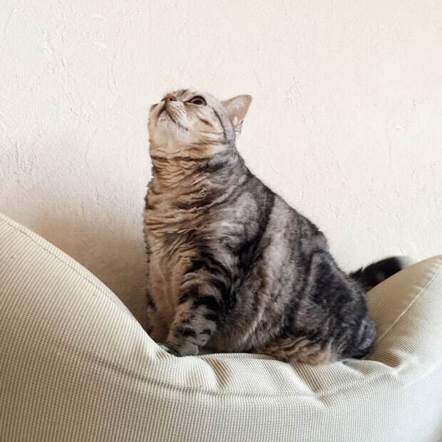 sumomo365_2018_Climb_the_sofa_03.jpg