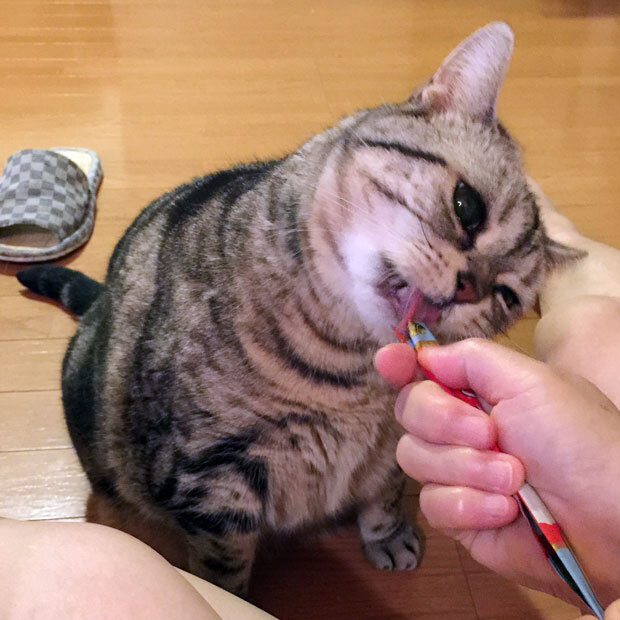 sumomo365_2018_Hand_type00.jpg