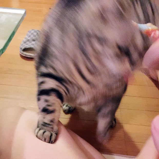 sumomo365_2018_Hand_type02.gif