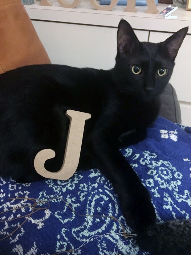 sumomo365_2018_T_Jsuke_00.jpg
