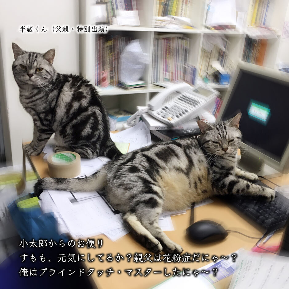 sumomo365_2018_kotaroo_01.jpg