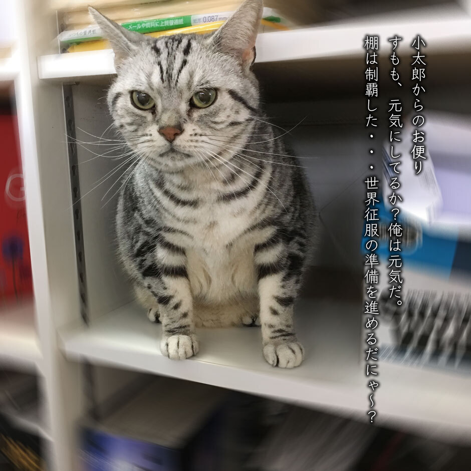 sumomo365_2018_kotaroo_03.jpg