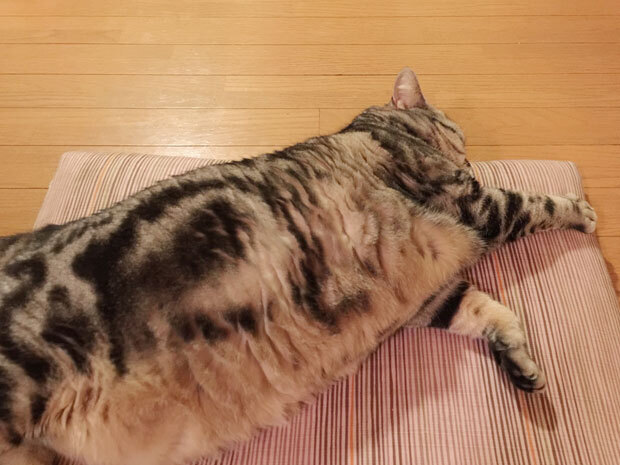 sumomo365_2018_relax_02.jpg
