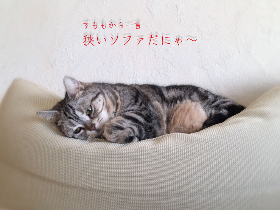 sumomo365_2018_sofa_940_A.jpg