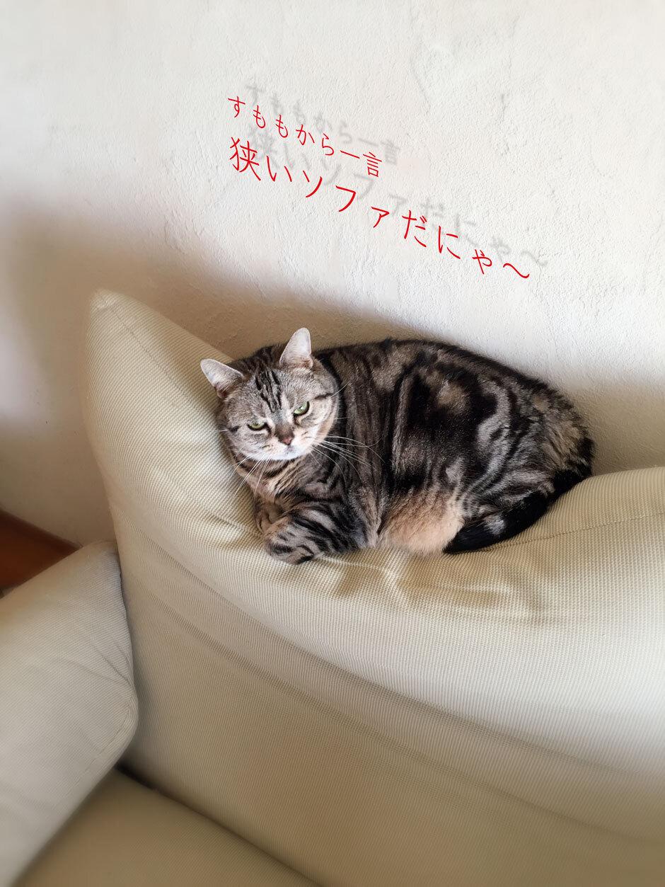 sumomo365_2018_sofa_940_B.jpg
