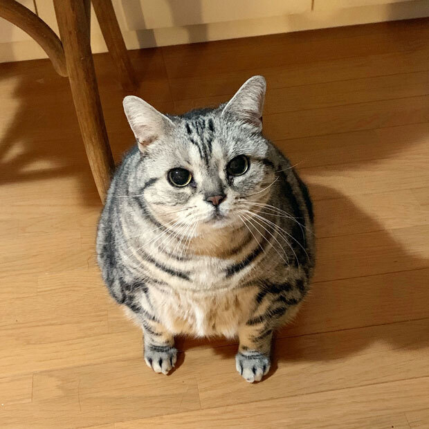 sumomo365_201901_New_Year_00a.jpg