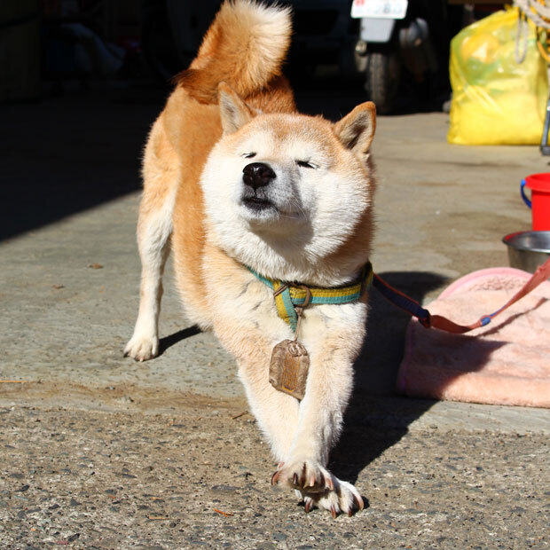 sumomo365_201901_New_Year_06.jpg