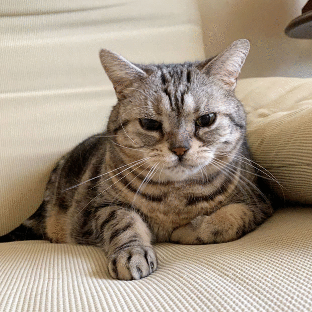 sumomo365_201902_Peroncho_00.gif