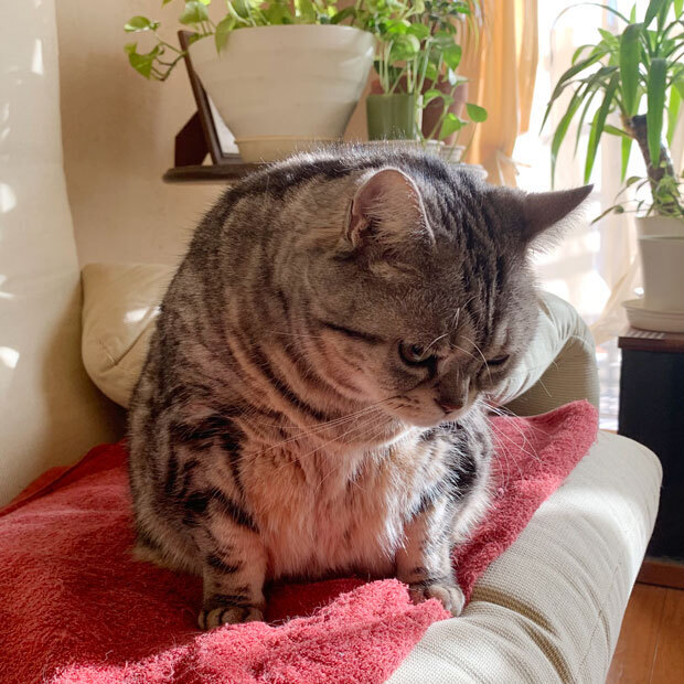 sumomo365_201902_Smartphone_Cover_05.jpg