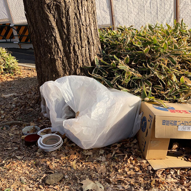 sumomo365_201902_kokuritu_cats_03.jpg