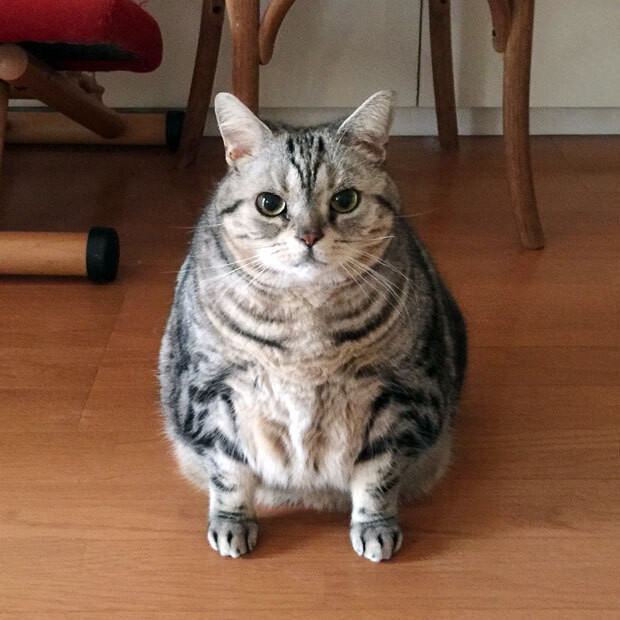 sumomo365_201902_kokuritu_cats_05.jpg
