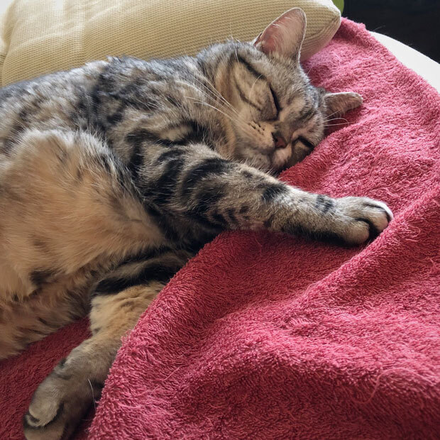 sumomo365_201902_kotaro_06.jpg