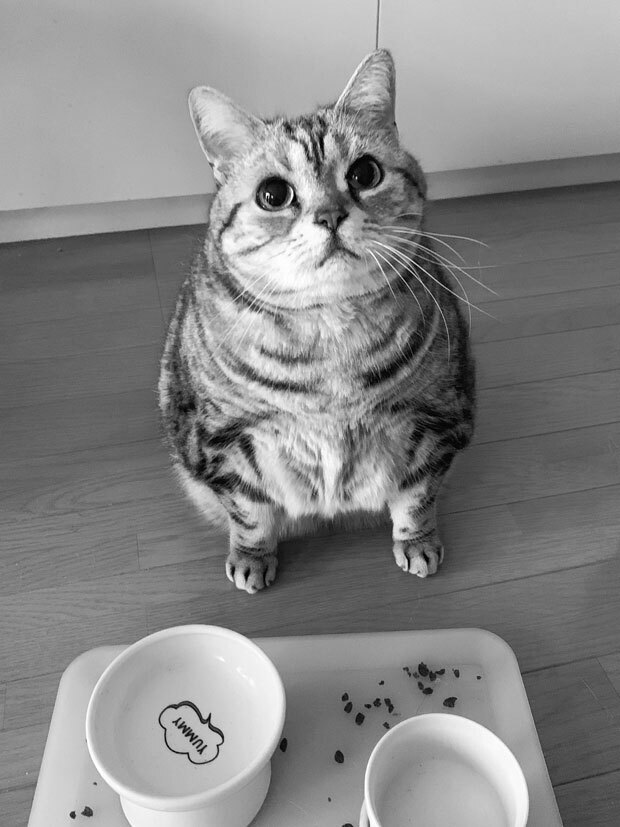 sumomo365_201903_kokuritu_st_06bw.jpg