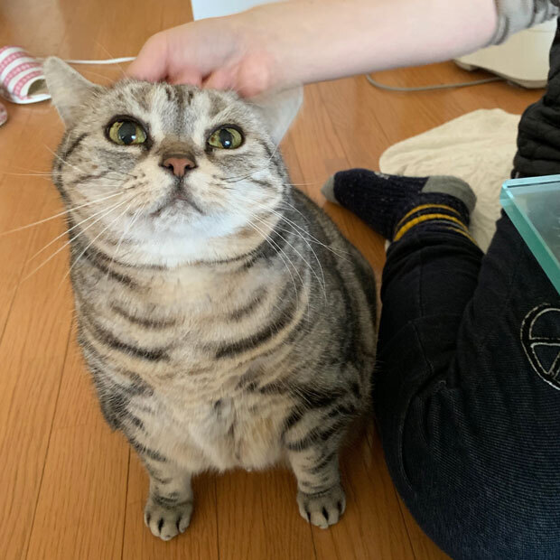 sumomo365_201903_naderu_01.jpg