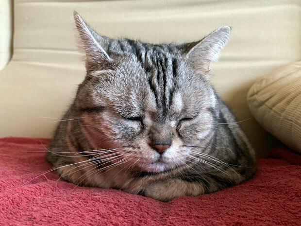 sumomo365_201904_Fell_asleep_01.jpg
