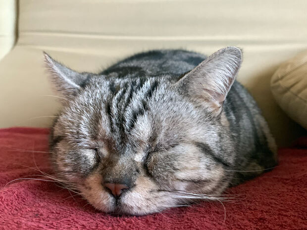 sumomo365_201904_Fell_asleep_03.jpg
