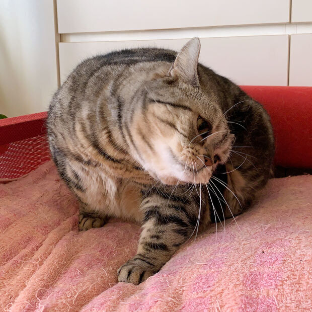 sumomo365_201904_Hey_sorry_02b.jpg