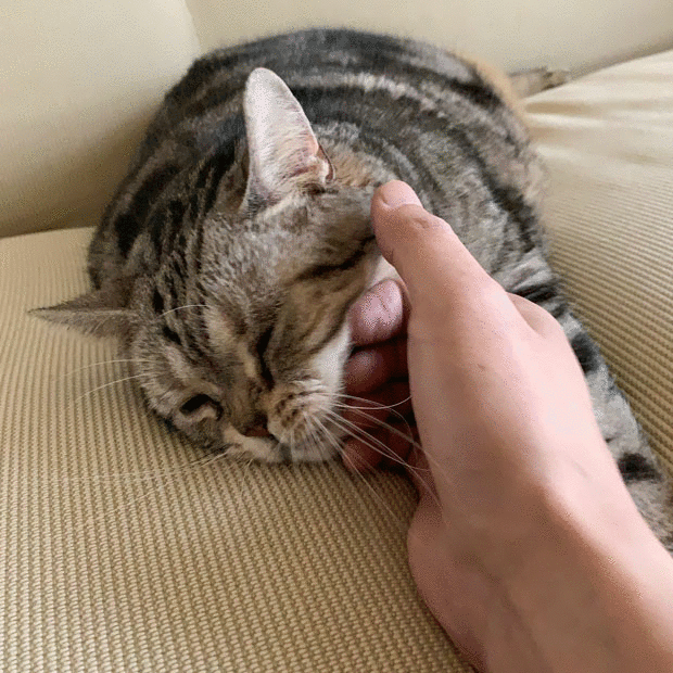 sumomo365_201904_Massage_03.gif