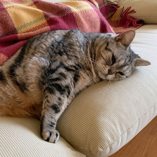 sumomo365_201904_Sleeping_01.jpg