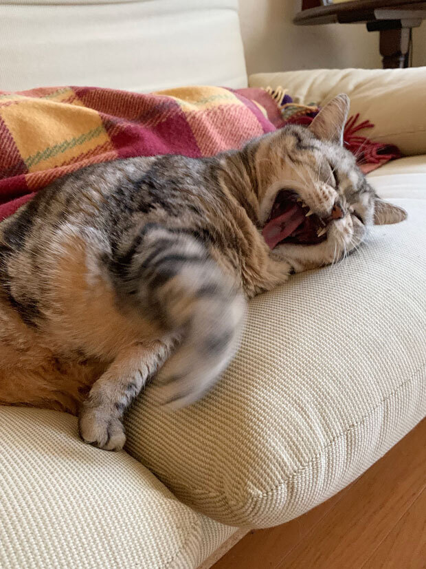 sumomo365_201904_Sleeping_02.jpg