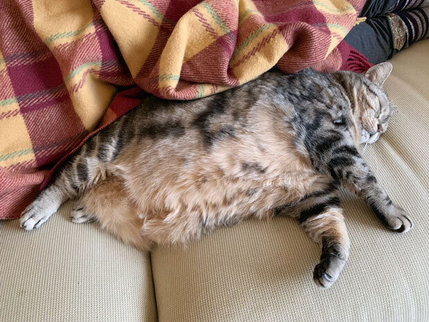 sumomo365_201904_Sleeping_04.jpg