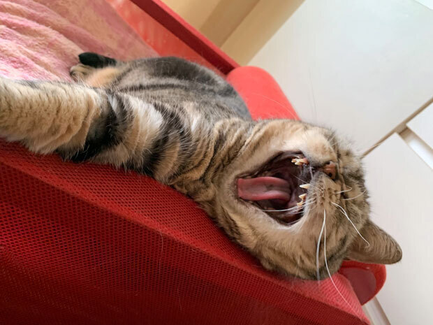 sumomo365_201905_Don't_shoot_01.jpg