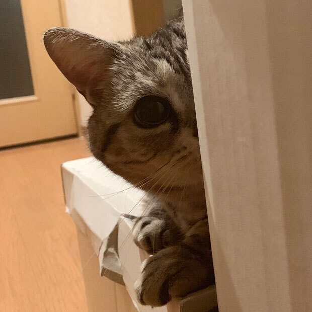sumomo365_201905_peep_02.jpg