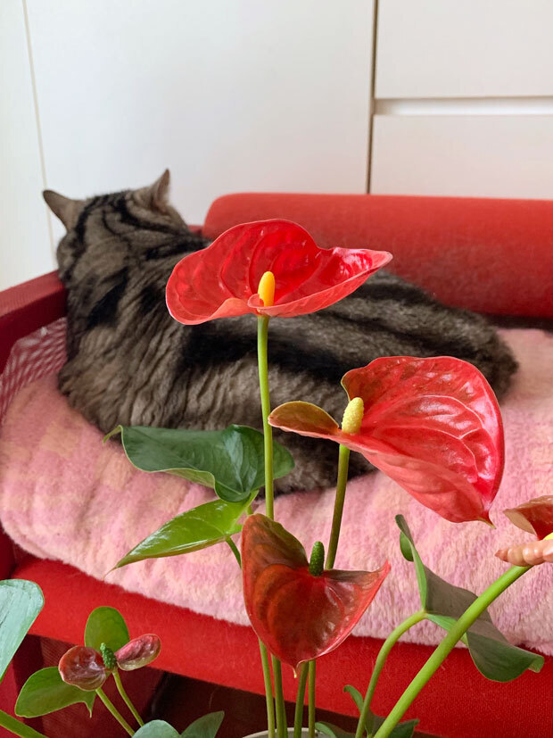 sumomo365_201906_Anthurium_00.jpg