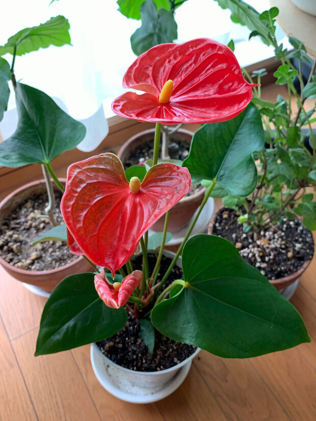 sumomo365_201906_Anthurium_01.jpg