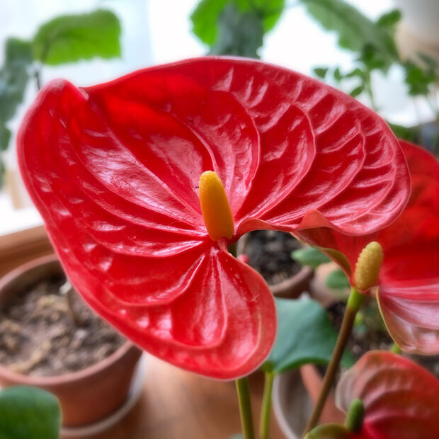 sumomo365_201906_Anthurium_02.jpg