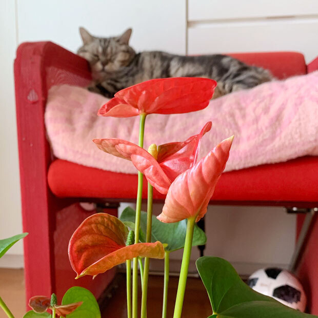 sumomo365_201906_Anthurium_03.jpg