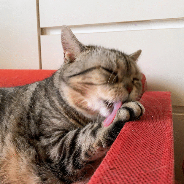 sumomo365_201906_Long_tongue_04.gif