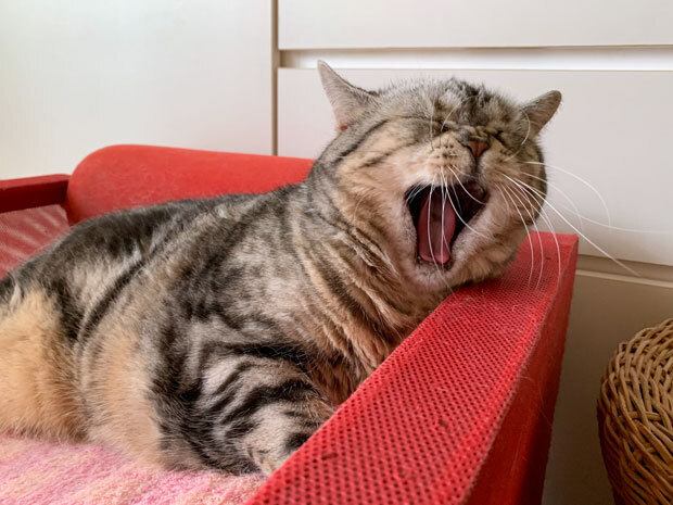 sumomo365_201906_Love_Yawn_01.jpg