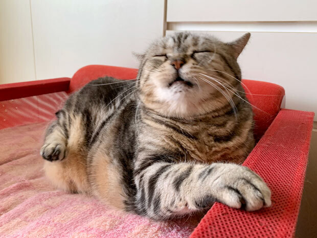 sumomo365_201906_Love_Yawn_03.jpg
