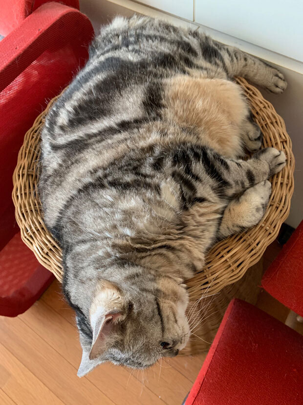 sumomo365_201906_bulldog_01.jpg