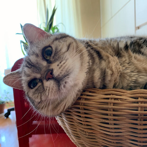 sumomo365_201906_bulldog_02.jpg
