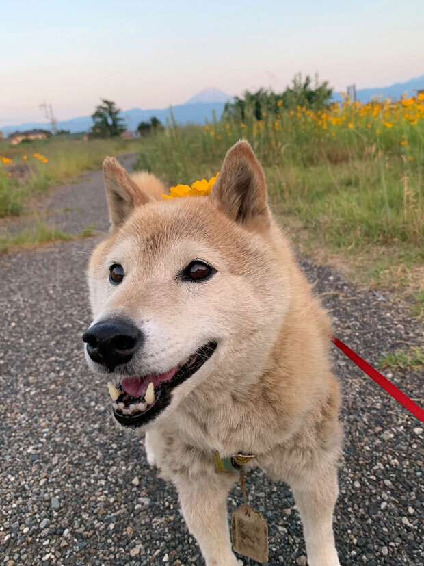 sumomo365_201906_kako_00.jpg