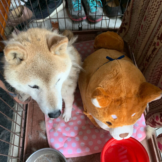 sumomo365_201906_kako_01.jpg