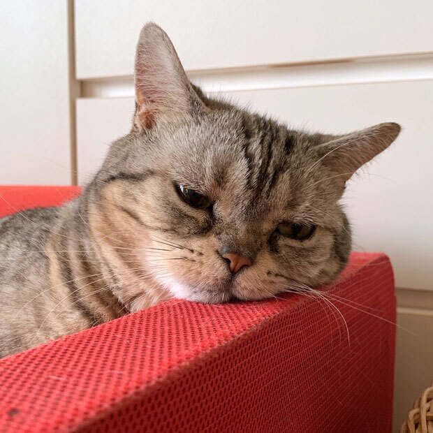 sumomo365_201906_kako_05.jpg