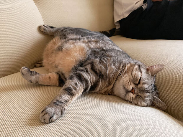 sumomo365_20190721_sleep_sofa_00.jpg